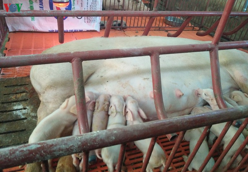 dong thap kho khan trong viec tai dan vi nguon cung lon giong khan hiem hinh 5