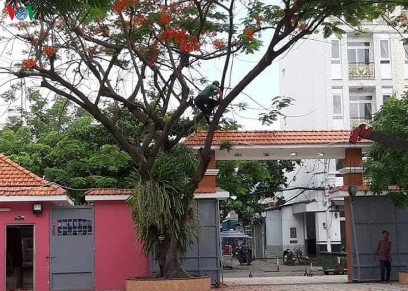 nhieu truong hoc tai tp hcm dong loat don ha cay phuong, cat tia cay xanh hinh 1
