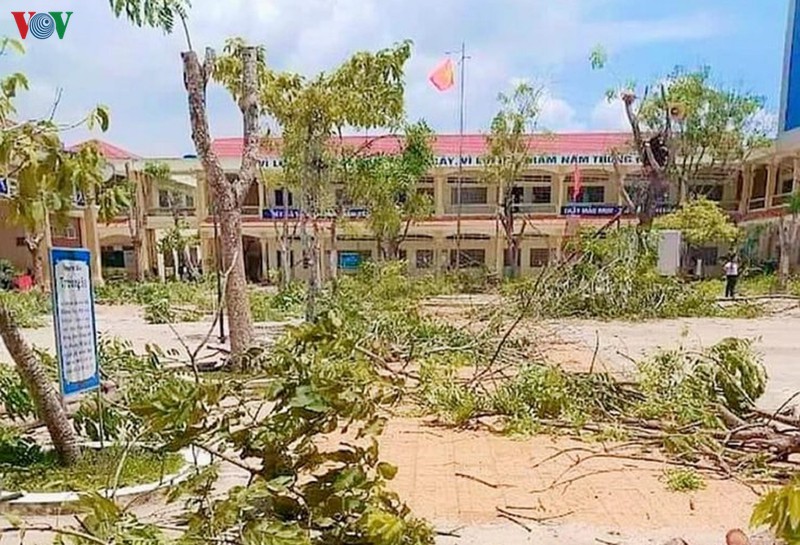 nhieu truong hoc tai tp hcm dong loat don ha cay phuong, cat tia cay xanh hinh 3