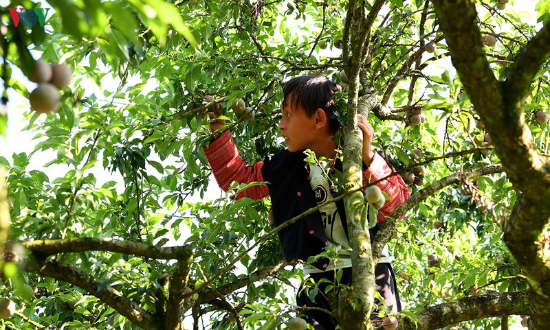 man moc chau vao mua thu hoach, nong dan kiem tien trieu moi ngay hinh 12