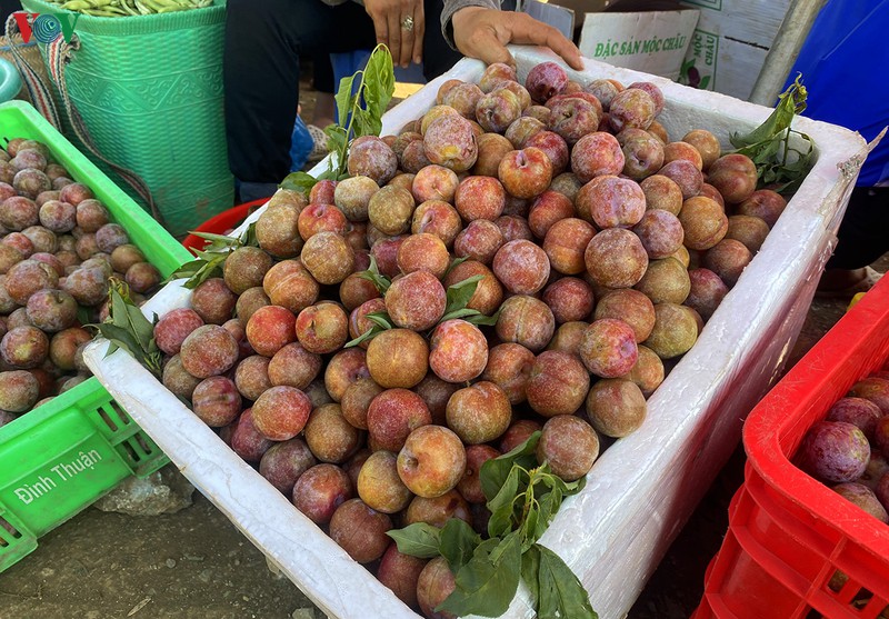 man moc chau vao mua thu hoach, nong dan kiem tien trieu moi ngay hinh 17