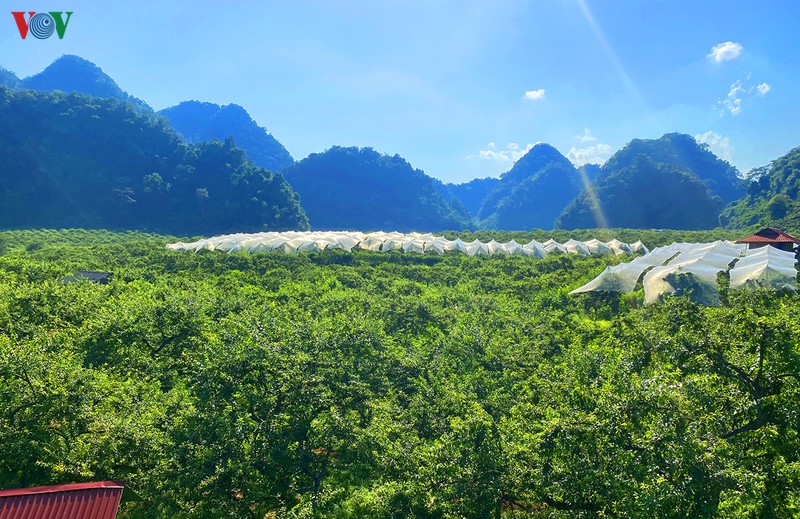 man moc chau vao mua thu hoach, nong dan kiem tien trieu moi ngay hinh 1