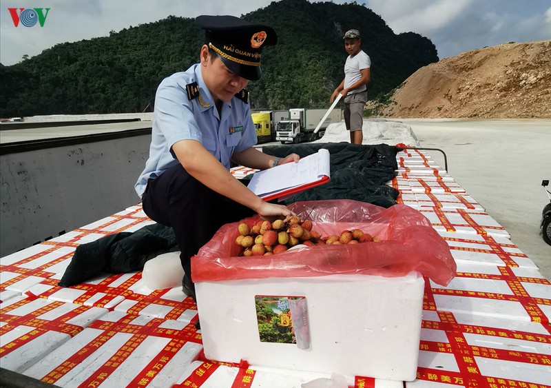xuat khau qua vai tuoi qua cua khau giam manh hinh 1