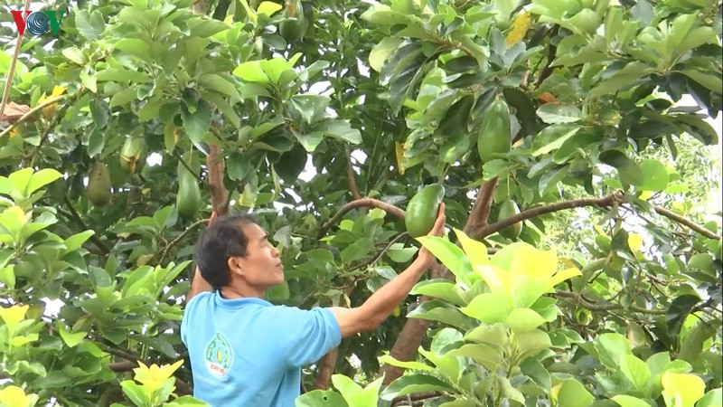 vi dau khoi phuc rung o tay nguyen cho ket qua am? hinh 2