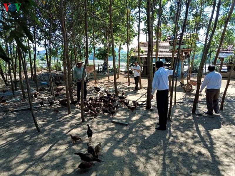 nông dân quảng ngãi làm giàu nhờ chuỗi liên kết sản xuất hình 1 nong dan quang ngai lam giau nho chuoi lien ket san xuat hinh 1