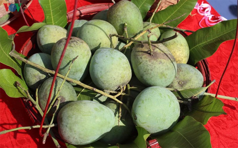 nguoi dan son la thu nhap hang ty dong moi nam nho cay an qua hinh 1
