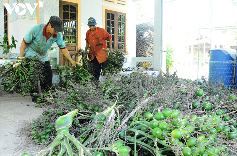 cau tăng giá, nông dân vui mừng hình 1 cau tang gia, nong dan vui mung hinh 1