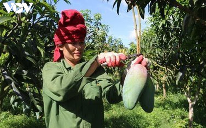 nong san son la vuon ra "bien lon" hinh 2