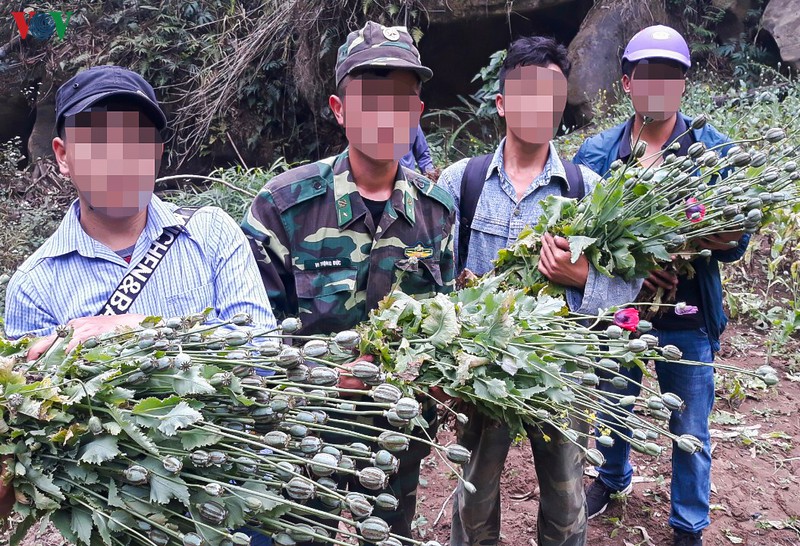 pha nho gan 500 cay thuoc phien tai huyen nam po, dien bien hinh 2