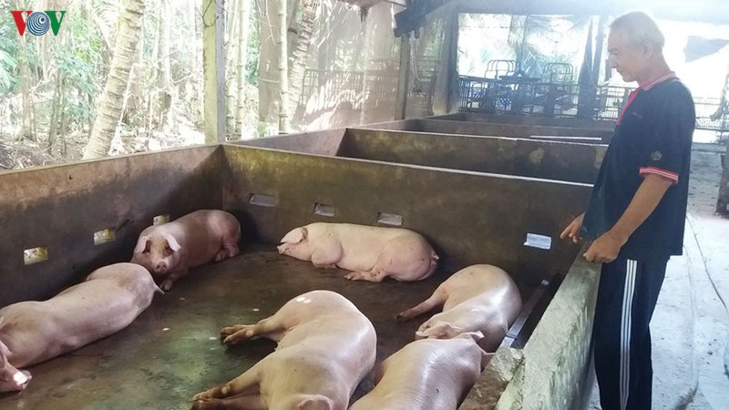 tien giang cong bo het dich ta lon chau phi hinh 1