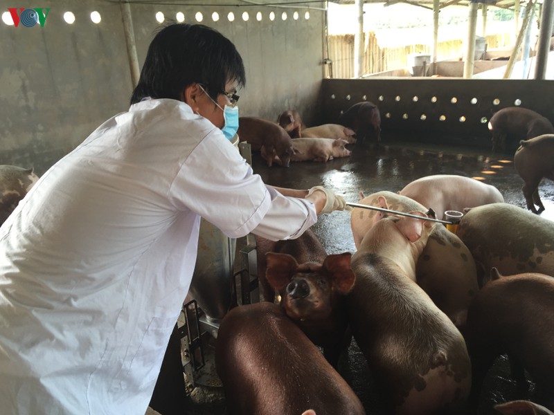 tien giang cong bo het dich ta lon chau phi hinh 2