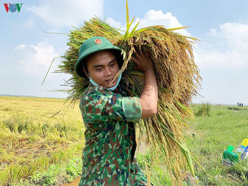 bo doi bien phong giup dan gat lua bi nga do o thua thien-hue hinh 1