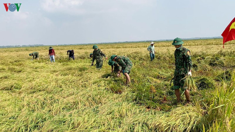 bo doi bien phong giup dan gat lua bi nga do o thua thien-hue hinh 2