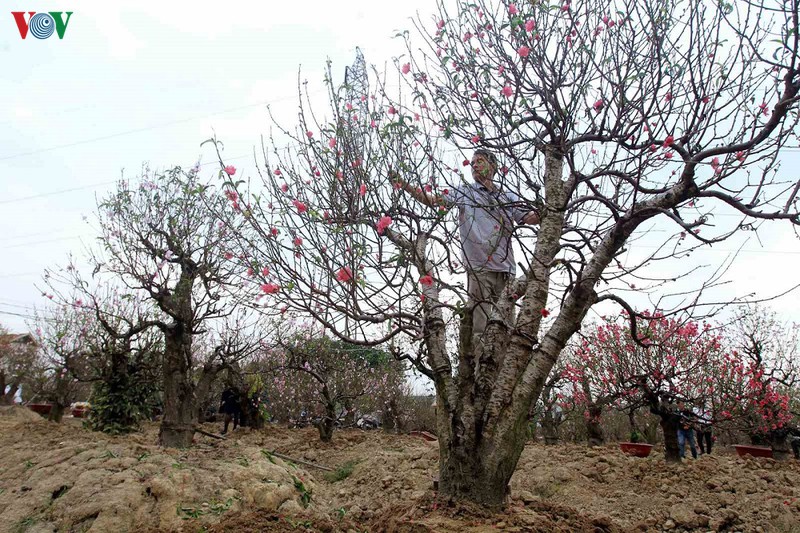 hai phong: dao co dong du "danh cuoc voi thoi tiet" bung no don xuan hinh 1
