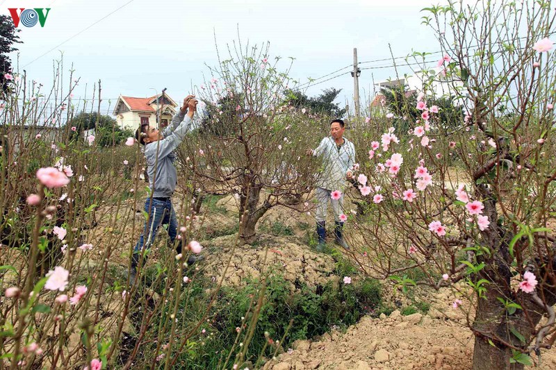hai phong: dao co dong du "danh cuoc voi thoi tiet" bung no don xuan hinh 6