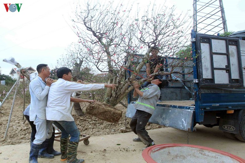 hai phong: dao co dong du "danh cuoc voi thoi tiet" bung no don xuan hinh 8