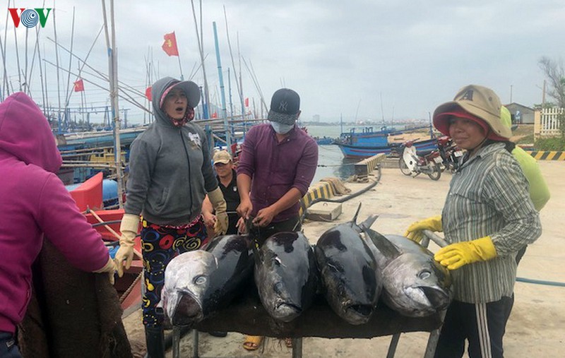 ca ngu dai duong, san luong cao, gia giam, ngu dan kem vui hinh 1