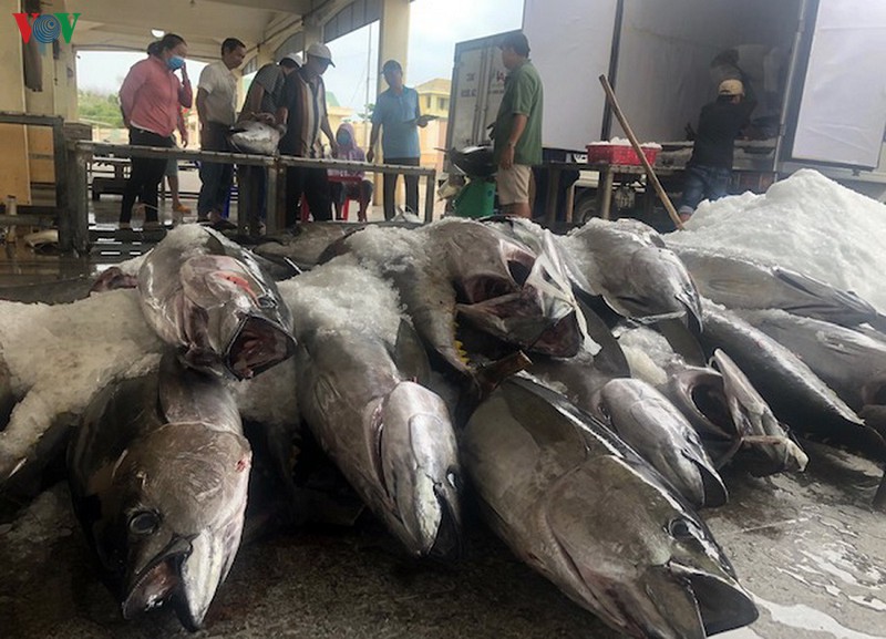 ca ngu dai duong, san luong cao, gia giam, ngu dan kem vui hinh 2
