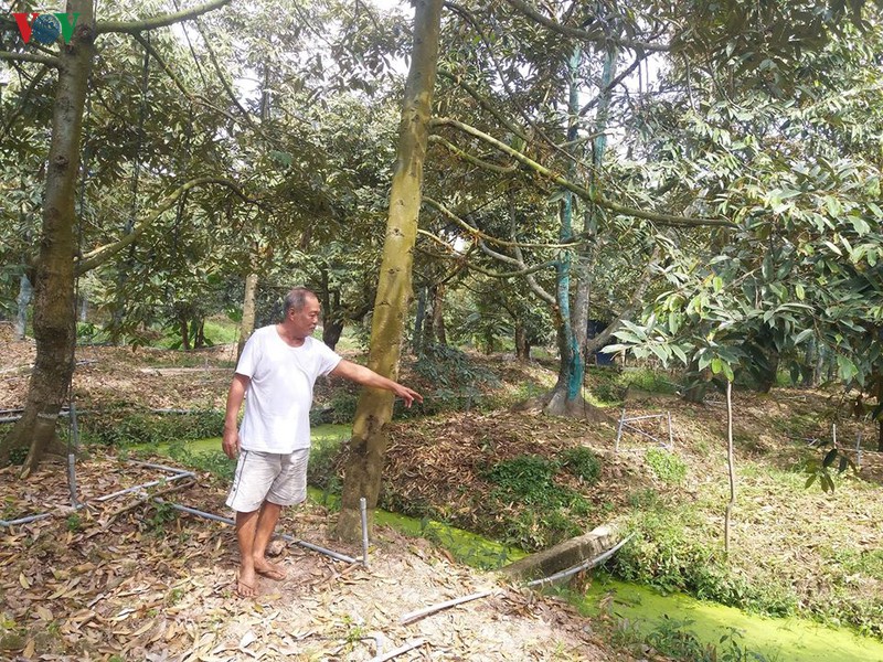 tien giang: nuoc man bua vay, vuon sau rieng dac san dieu dung hinh 7