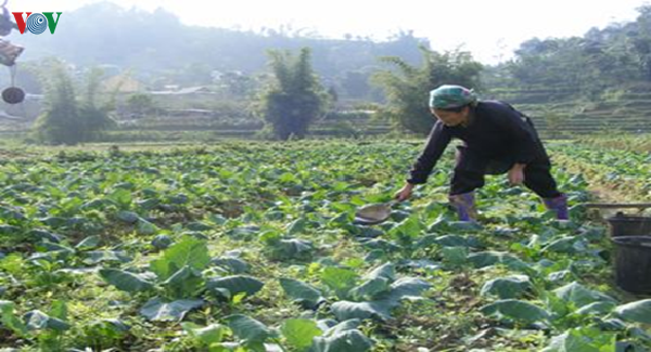 lao cai: vu dong tro thanh vu san xuat chinh, mang lai thu nhap cao  hinh 1