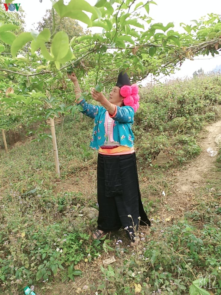 nguoi phu nu mong vung cao khong cam chiu doi ngheo hinh 1