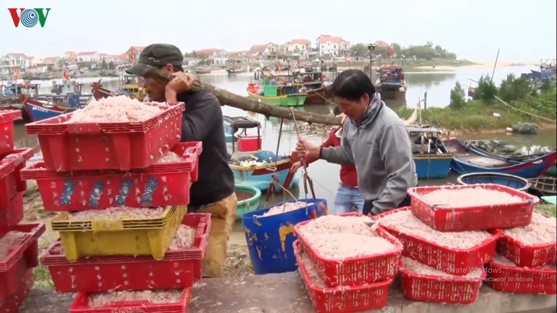 quang binh: ngu dan duoc mua ruoc bien hinh 2