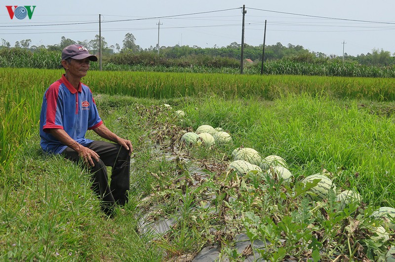 quang ngai: dua hau chat dong ngoai dong cho "giai cuu" hinh 4