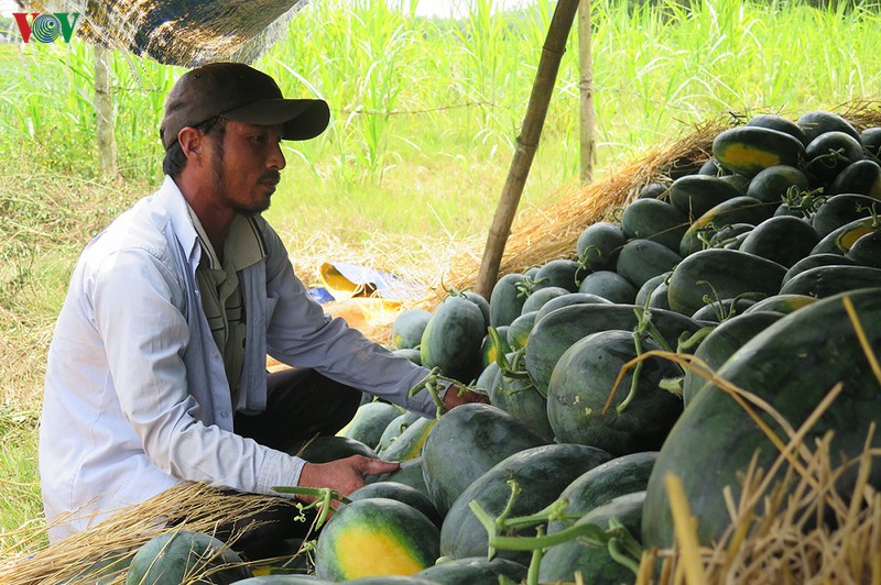quang ngai: dua hau chat dong ngoai dong cho "giai cuu" hinh 5