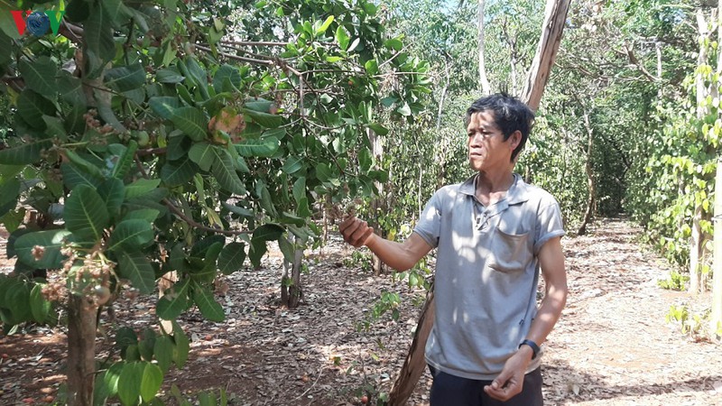 chuyen nong dan cam co vuon dieu van "nong" o binh phuoc hinh 2