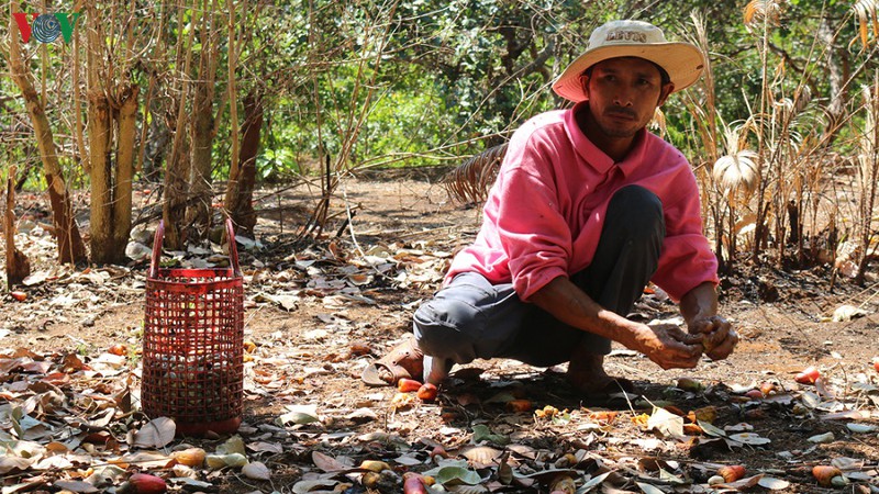 chuyen nong dan cam co vuon dieu van "nong" o binh phuoc hinh 1