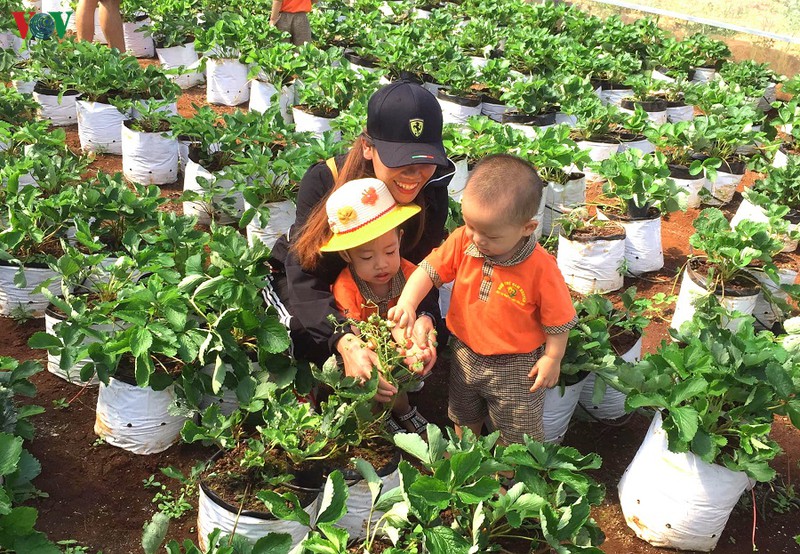 dak lak: ngay cang nhieu mo hinh khoi nghiep tu nong nghiep sach hinh 3