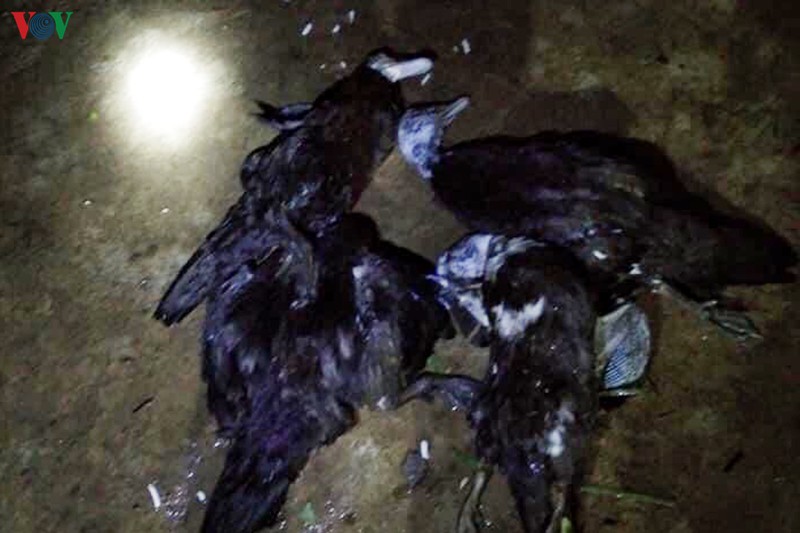 nhieu xa bien gioi huyen phong tho, lai chau tan hoang vi mua da, gio loc hinh 10