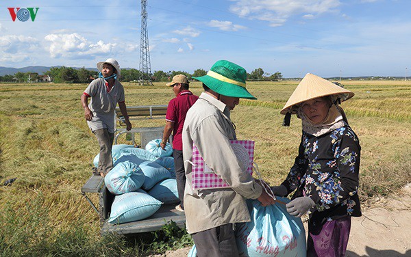 hieu qua tu mo hinh canh dong mau lon o binh dinh hinh 2