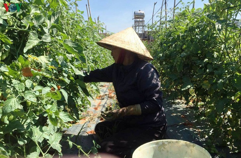lam dong rau, hoa tang gia tro lai nha vuon phan khoi hinh 2