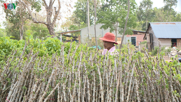 phu yen: hang chuc ngan hecta cay trong "khat" nuoc, nguy co mat trang hinh 3