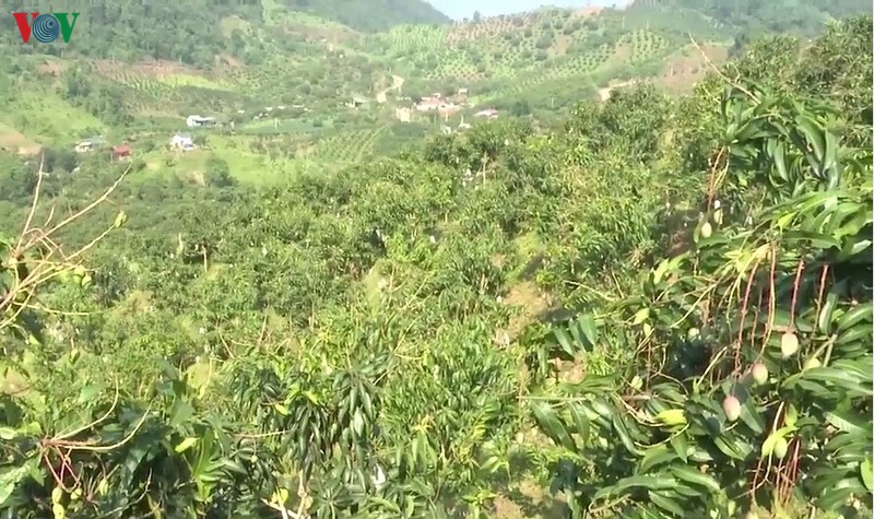 nong san sach son la chiem linh thi truong trong va ngoai nuoc hinh 2