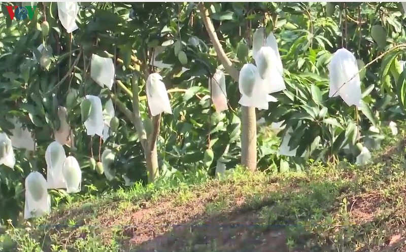 nong san sach son la chiem linh thi truong trong va ngoai nuoc hinh 1