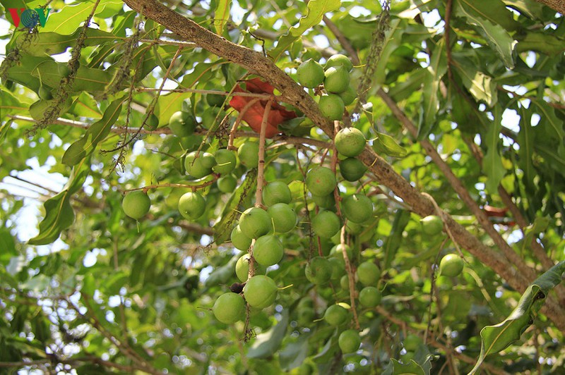 tiem nang phat trien cay mac ca o kon tum hinh 1