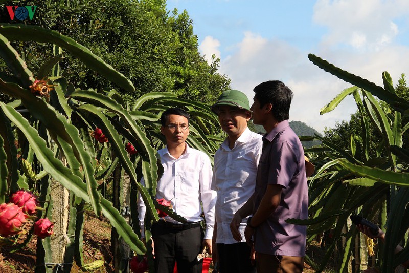 10 tan thanh long ruot do cua son la xuat khau sang thi truong nga hinh 3