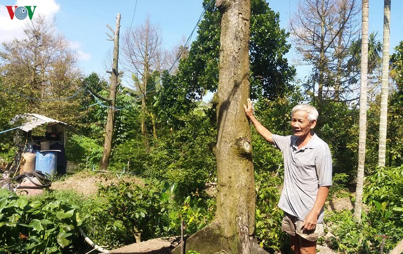 cay sau rieng chet hang loat, nha vuon tien giang o at pha bo vuon cay hinh 2