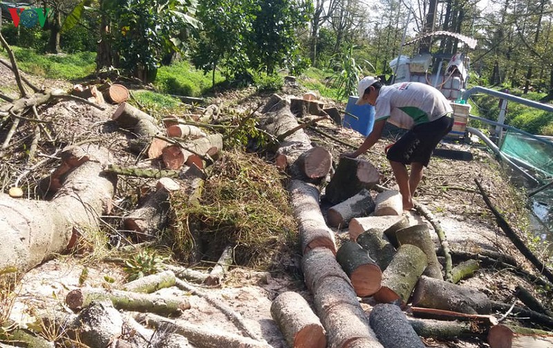 cay sau rieng chet hang loat, nha vuon tien giang o at pha bo vuon cay hinh 3
