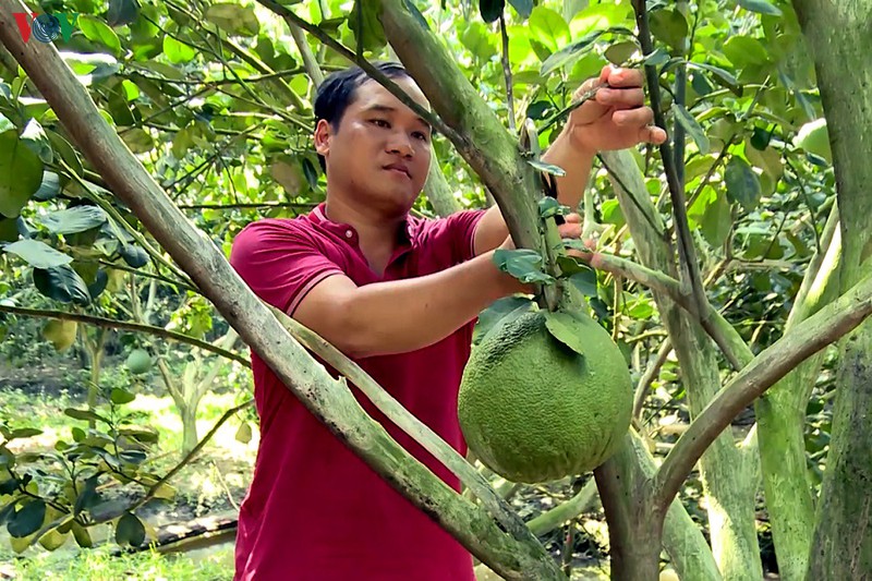 nha vuon tra vinh thu nhap cao nho san xuat theo huong huu co an toan hinh 1