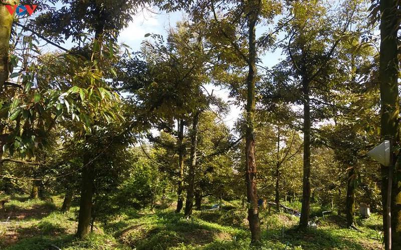 han man khien vung chuyen canh sau rieng gap kho hinh 1