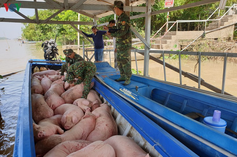 sat tet nguyen dan, con khong it heo lau van chuyen qua bien gioi hinh 2