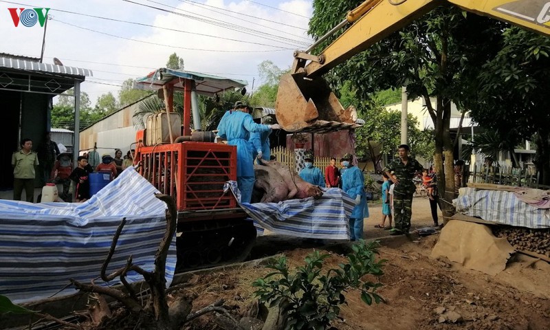 sat tet nguyen dan, con khong it heo lau van chuyen qua bien gioi hinh 3