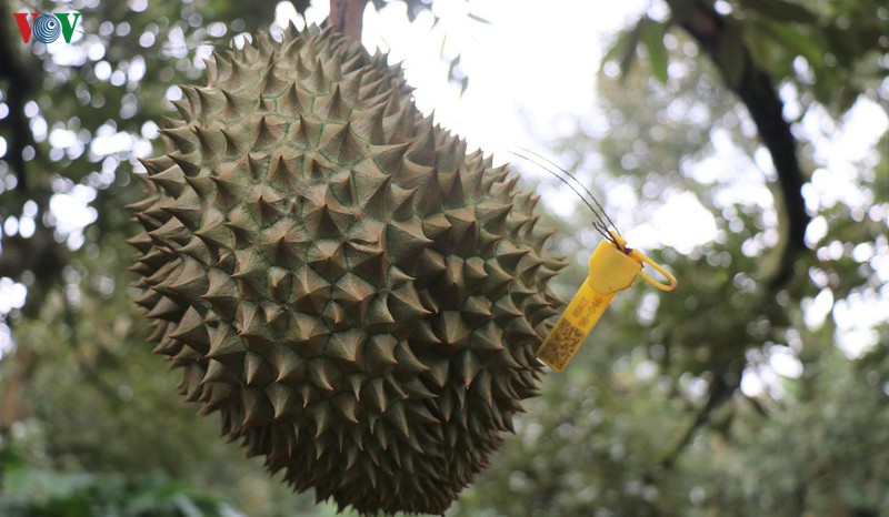 sau rieng krong pach huong toi thi truong xuat khau hinh 1