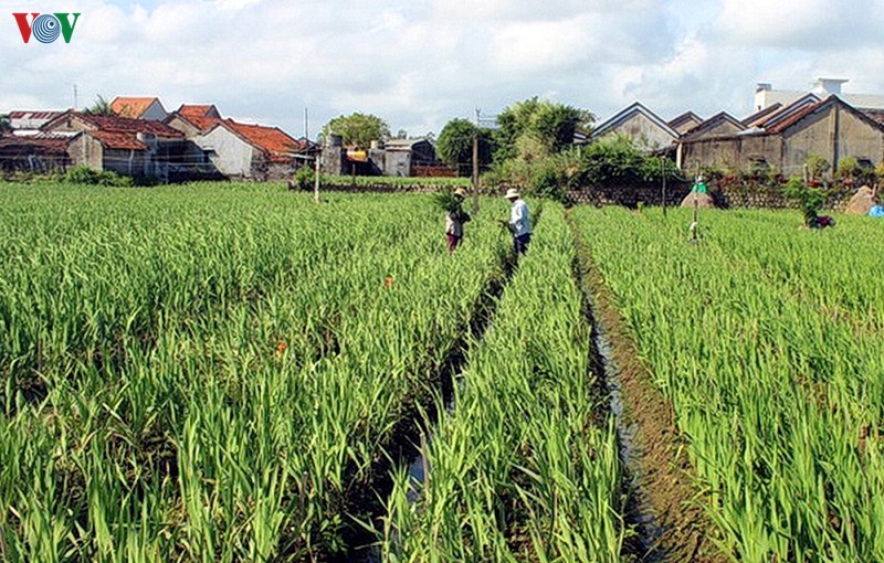 hoa lay on no dep, nguoi trong hua hen duoc gia cao hinh 1
