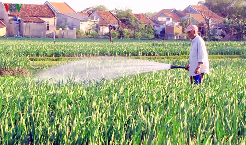 hoa lay on no dep, nguoi trong hua hen duoc gia cao hinh 3