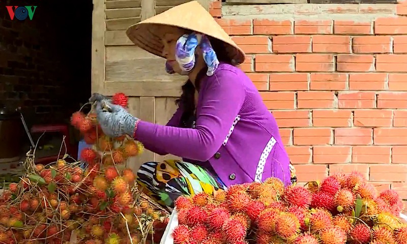 cu lao xanh tan quy vao xuan hinh 3
