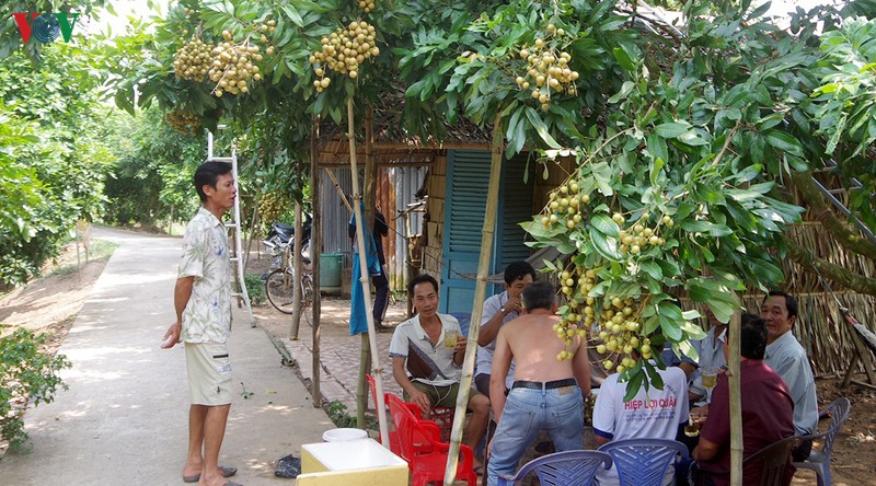 cu lao xanh tan quy vao xuan hinh 4